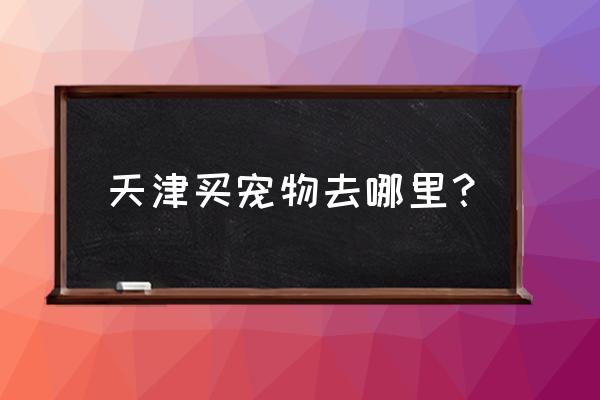 天津进口狗粮批发市场在哪里 天津买宠物去哪里？