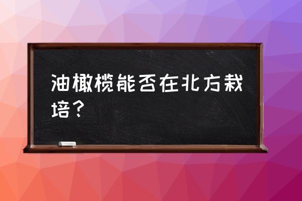 甘肃陇南油橄榄怎么样 油橄榄能否在北方栽培？