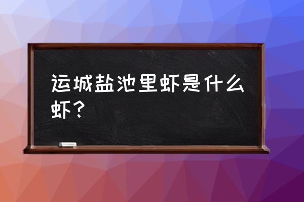 运城哪儿的虾好吃 运城盐池里虾是什么虾？
