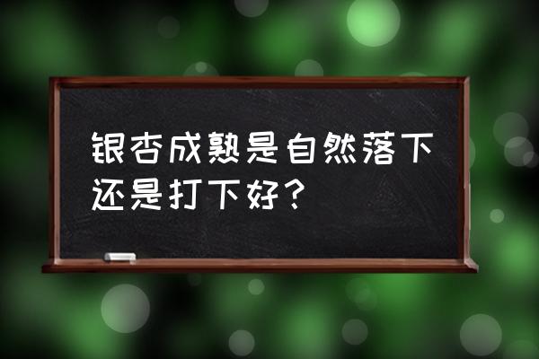 白果是长在树上还是树下 银杏成熟是自然落下还是打下好？