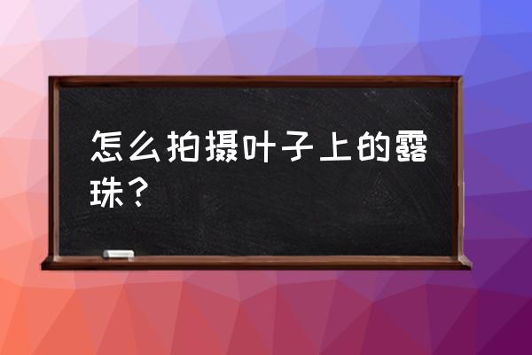 相机怎么拍落叶 怎么拍摄叶子上的露珠? 相机怎么拍落叶 怎么拍摄叶子上的露珠?