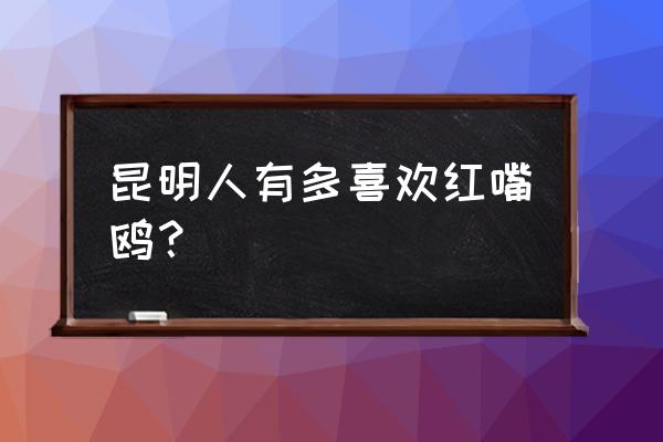 昆明滇池一日游感叹 昆明人有多喜欢红嘴鸥? 昆明滇池一日游感叹 昆明人有多喜欢红嘴鸥?